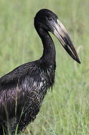 Close up of head