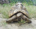 Tortuga leopardo de 20 años de edad.