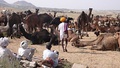 Annual camel market at Pushkar in Rajasthan, India