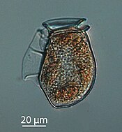 Diatoms are one of the most common typesof phytoplankton