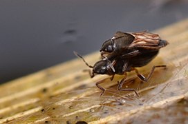 Microvelia reticultata in copula