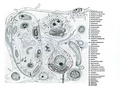 Ultrastructural diagram of the cerebral cortex (Viorel Pais, 2012)