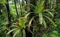 Guzmania berteroniana