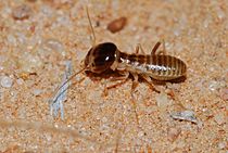 Worker in the Kalahari desert