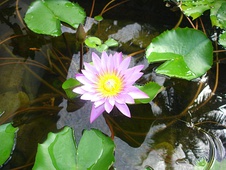 Pistia stratiotes, an example of a neuston, a plant that floats freely on the water surface