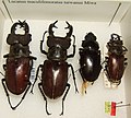 Lucanus maculifemoratus taiwanus