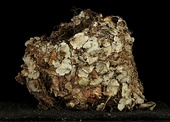 Museum specimen of a blue-grey gnatcatcher cup nest, made with lichens, hair, and spiderwebs.