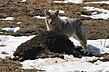 Coyotes pouncing on prey