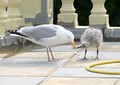 Adult feeding one of its chicks