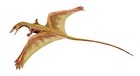 Sharovipteryx mirabilis