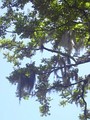 Tillandsia usneoides hanging from branches