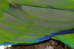 Strong moiré visible in this photo of a parrot's feathers (more pronounced in the full-size image)
