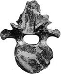 Cervical vertebra from the neck (left) and caudal vertebra from the tail (right) of the holotype