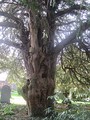800-year-old yew tree
