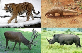 Сверху: амурский тигр (хищные), индийский ящер (панголины); Снизу: благородный олень (китопарнокопытные), белый носорог (непарнокопытные).