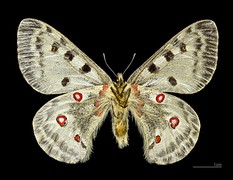 Macho (vista ventral)