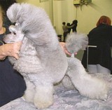 Mature silver Poodle