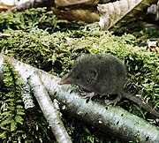 Gray shrew