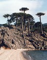 Araucaria araucana (en Provincia del Neuquén).