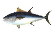 Tuna are streamlined for straight line speed with a deeply forked tail