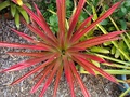 DYCKIA Red (2 of 3)