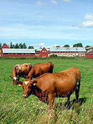 Cows in the pasture in Viikki, with buildings of the university teaching farm in the background