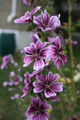 Мальва лесная (Malva sylvestris)