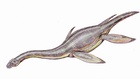 Hydrorion brachypterygius