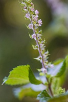 Green shiso flower