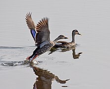 Indian spot-billed ducks (Anas poecilorhyncha), April 2024