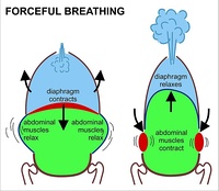 The muscles of breathing at rest: inhalation on the left, exhalation on the right. Contracting muscles are shown in red; relaxed muscles in blue. Contraction of the diaphragm generally contributes the most to the expansion of the chest cavity (light blue). However, at the same time, the intercostal muscles pull the ribs upwards (their effect is indicated by arrows) also causing the rib cage to expand during inhalation (see diagram on another side of the page). The relaxation of all these muscles during exhalation causes the rib cage and abdomen (light green) to elastically return to their resting positions. Compare these diagrams with the MRI video at the top of the page.