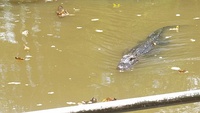 Gator in Louisiana bayou swims