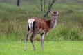 Young stag in Great Glen in Scotland