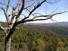 Bosque templado caducifolio Virginia