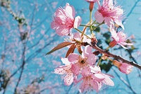 Prunus cerasoides blooming at Doi Suthep–Pui National Park