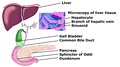 Schemic diagram of Biliary system