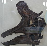 Cráneo del lambeosaurino Lambeosaurus lambei.