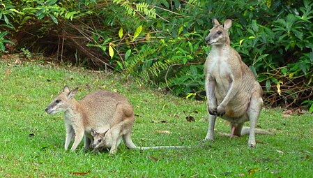 male, female and joey N. a. jardinii, QLD