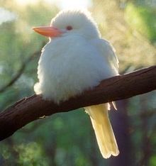 Albino kookaburra