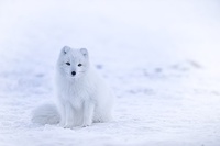 Arctic fox in winter pelage, Iceland