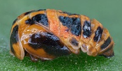 Ladybird pupa