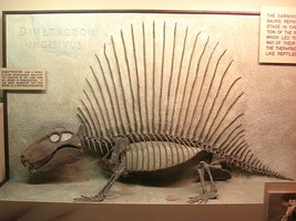 Dimetrodon pudo tener dimorfismo sexual; el esqueleto AMNH 4636 (izquierda) puede representar el macho tipo y el esqueleto del Museo de Historia Natural de la Universidad de Míchigan (derecha) puede representar la hembra tipo