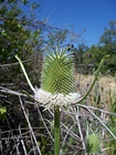 Dipsacus sativus flowerhead