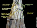 Extensor digitorum muscle