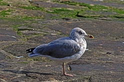 Adult (non-breeding plumage), Portugal