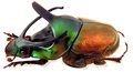 Onthophagus imperator macho