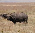 Búfalo cafre (Syncerus caffer).