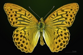 Male