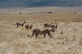 Leonas cazando.