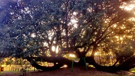 The Bland Oak tree